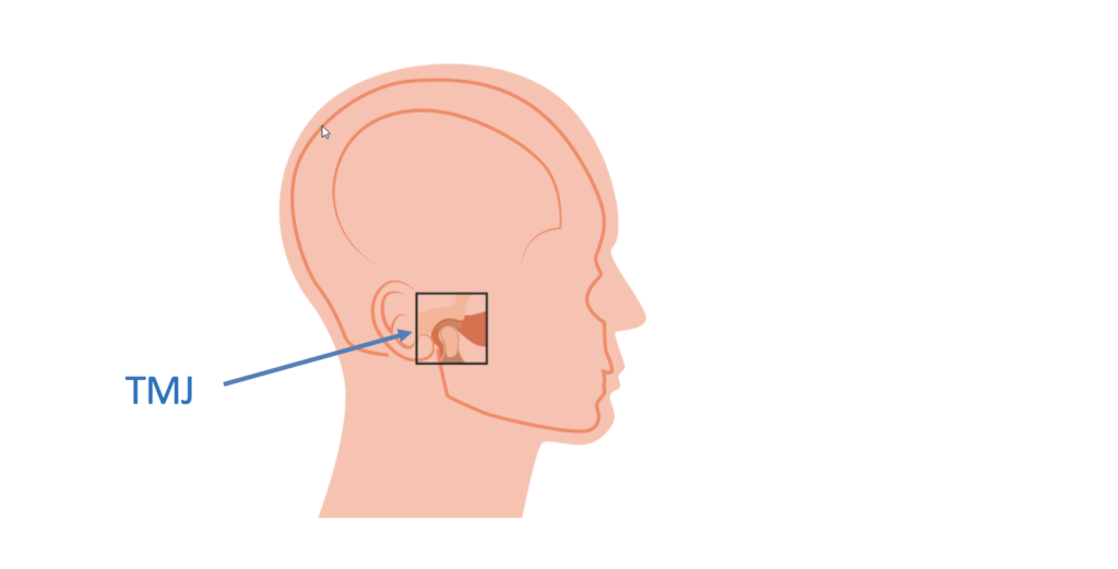 picture contain head, ear, inner ear