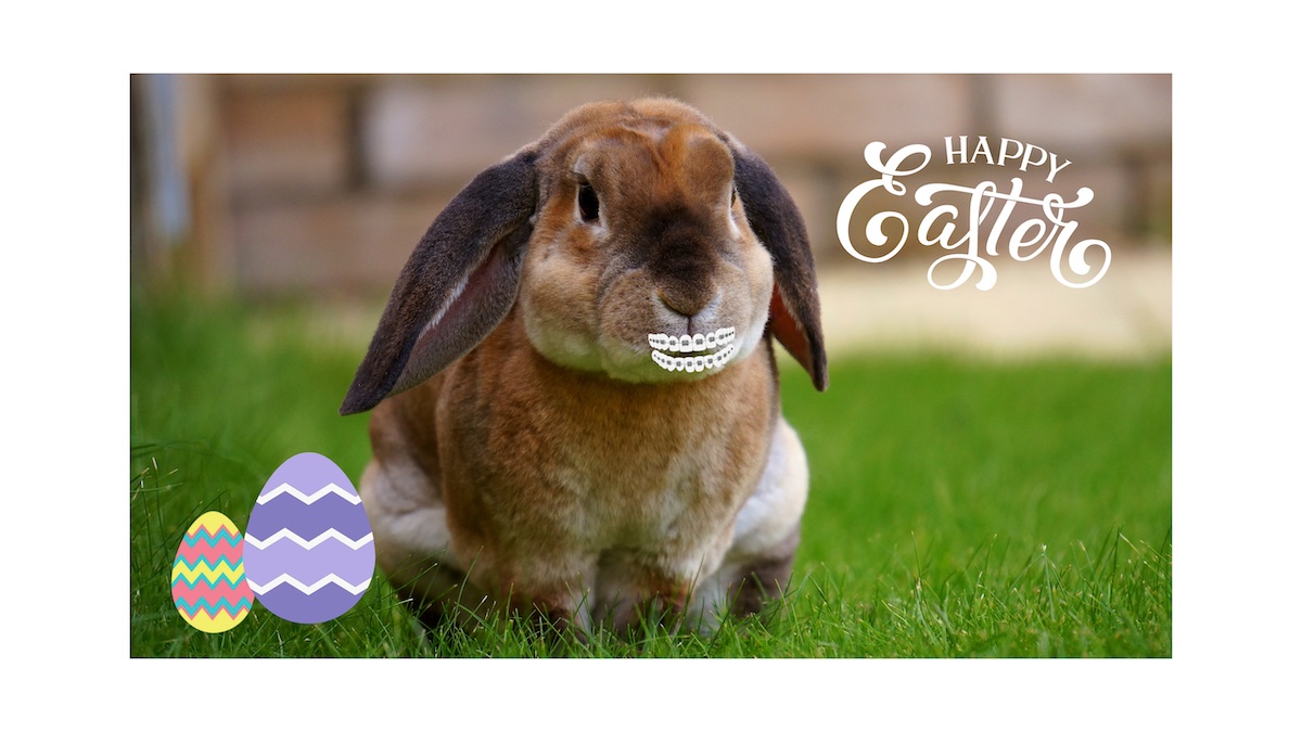 A picture containing text, grass, mammal, lagomorph, bunny with braces