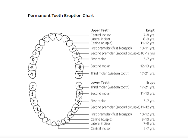 A chart of teeth with names, Missing a Permanent Tooth 